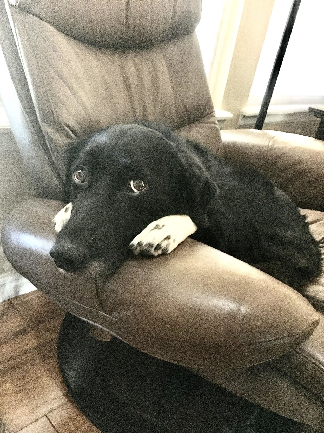 licorice.jpg
